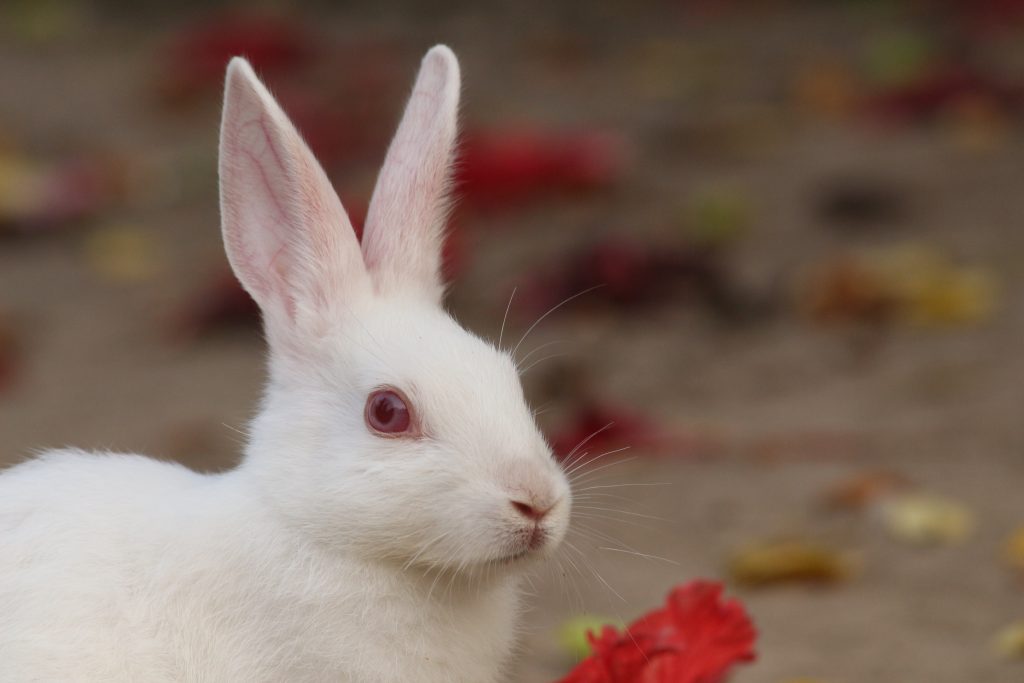 cara mendapatkan wallpaper telinga kelinci